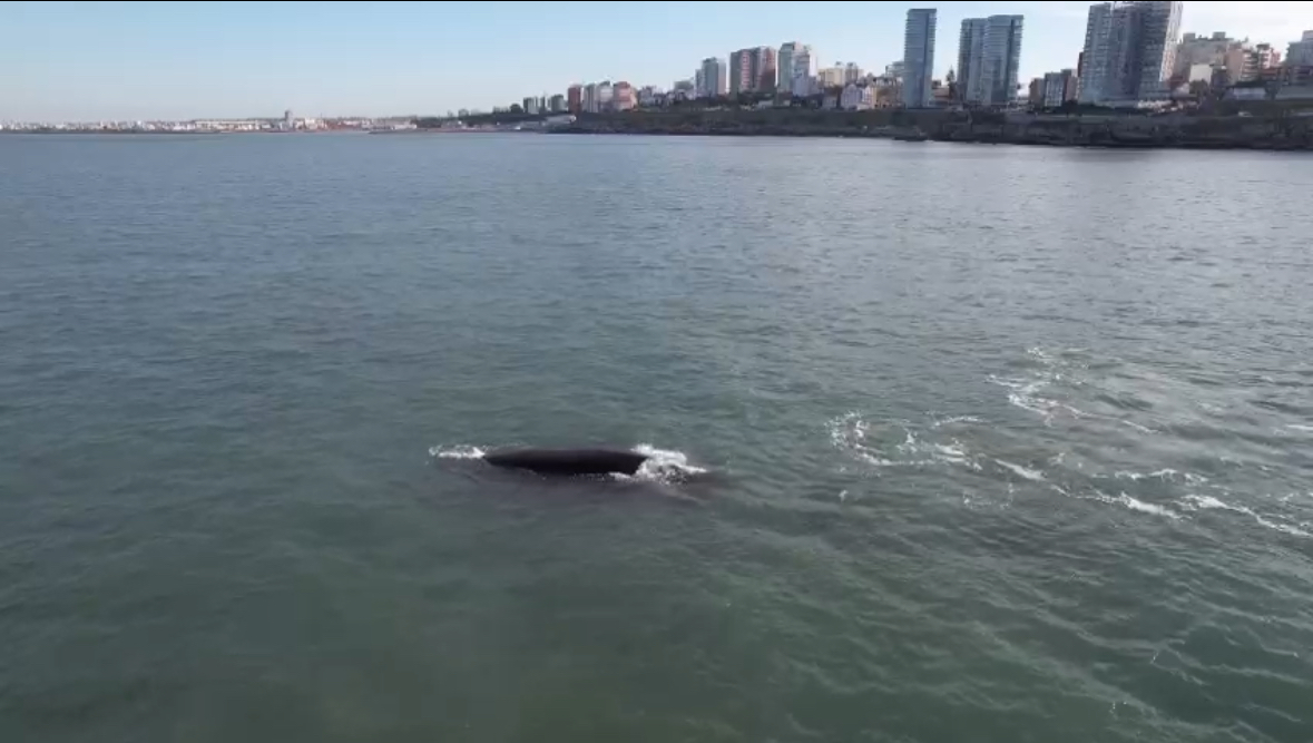 Ballena Franca Austral