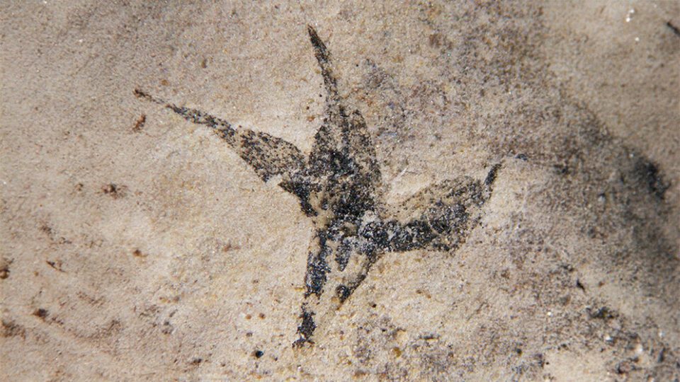 fósil pequeña estrella del sur