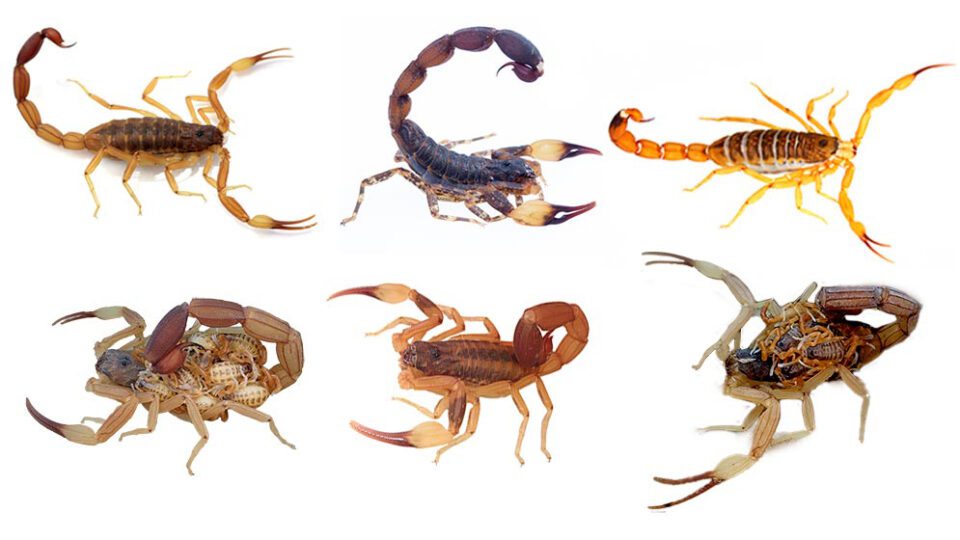 escorpiones