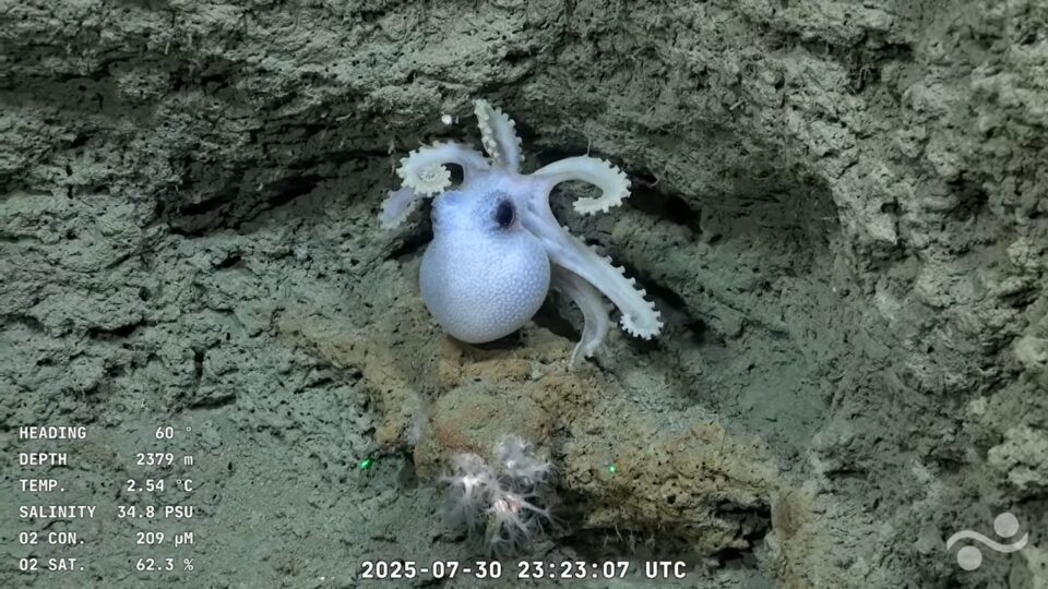 pulpo