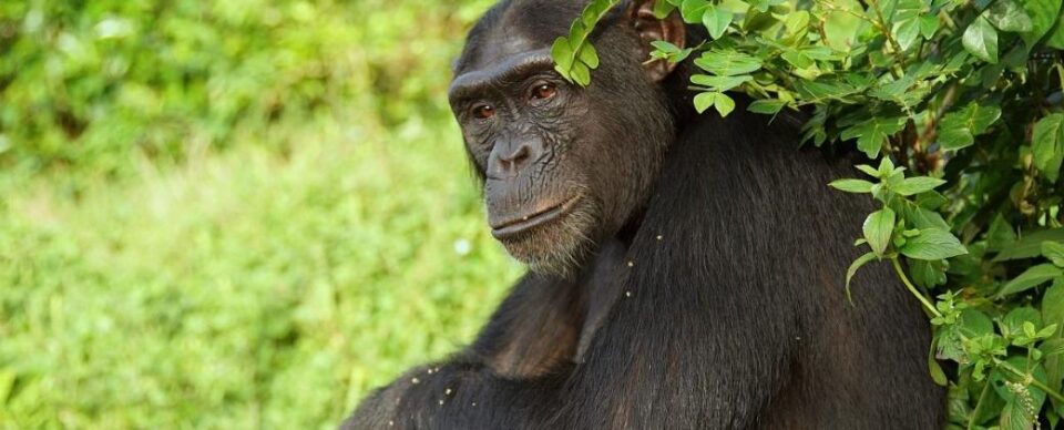 chimpancé