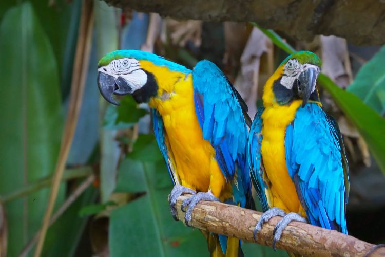guacamayo barba azul