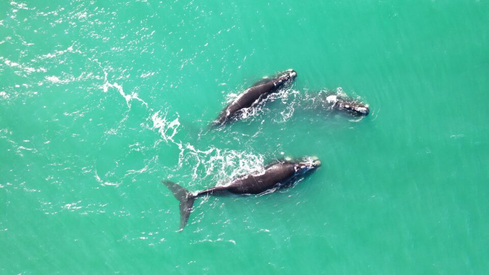 ballenas en Mar del Plata