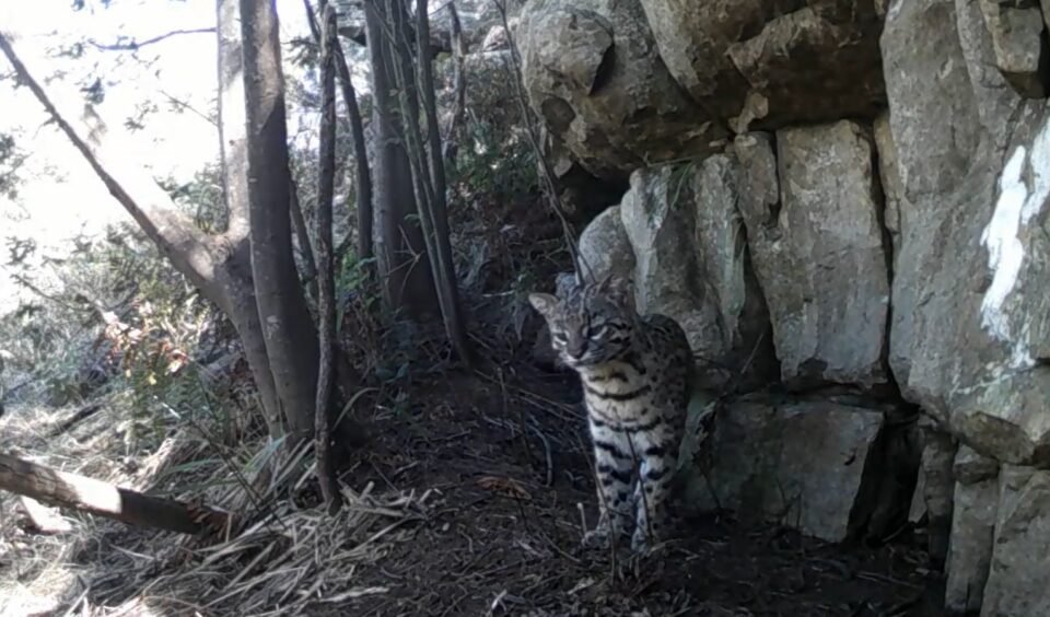 Gato montés
