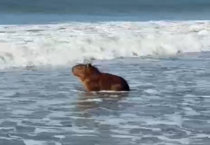 carpincho en la playa en Mar del Plata
