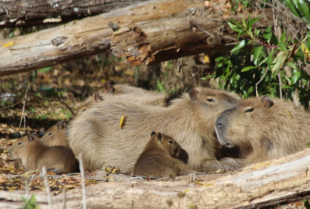 familia de carpinchos