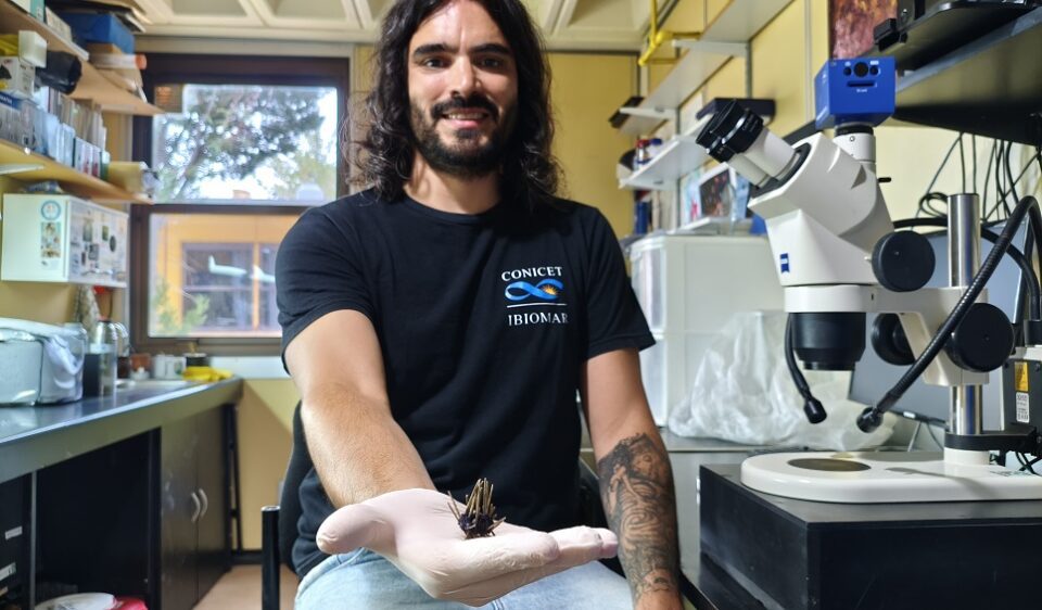 descubren erizo de mar en el cañón submarino Mar del Plata.