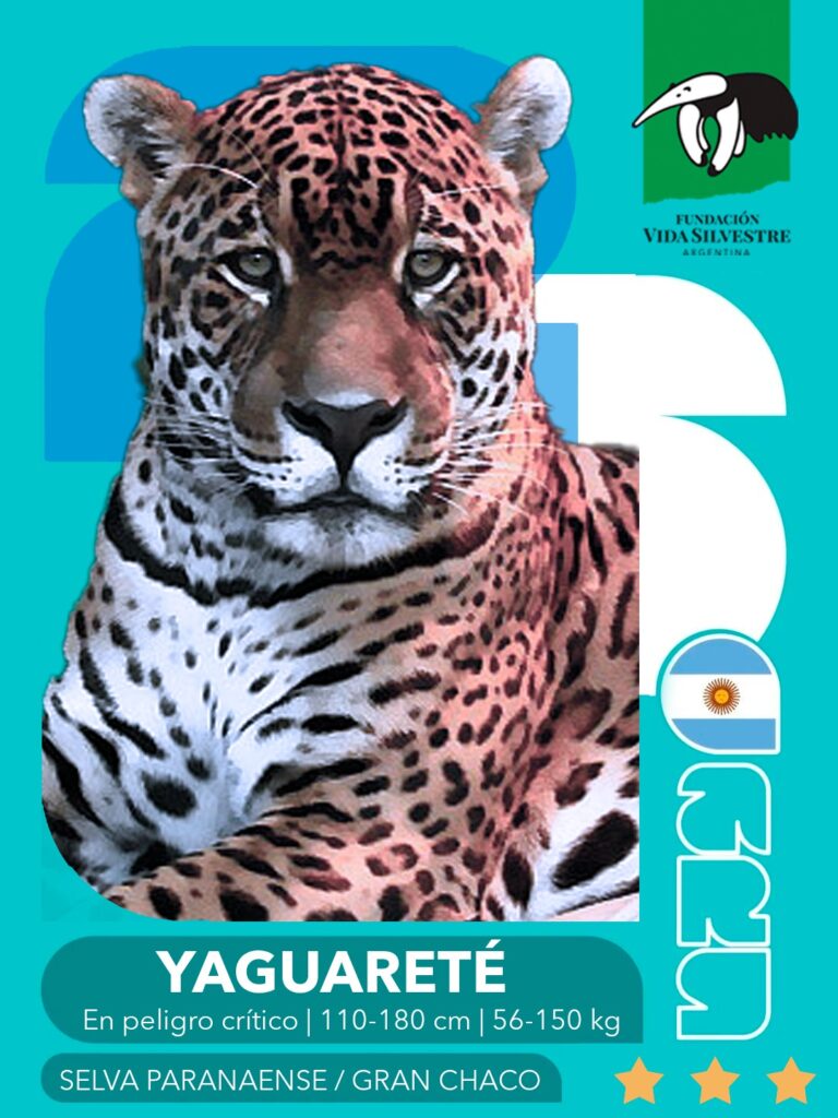 figu yaguareté