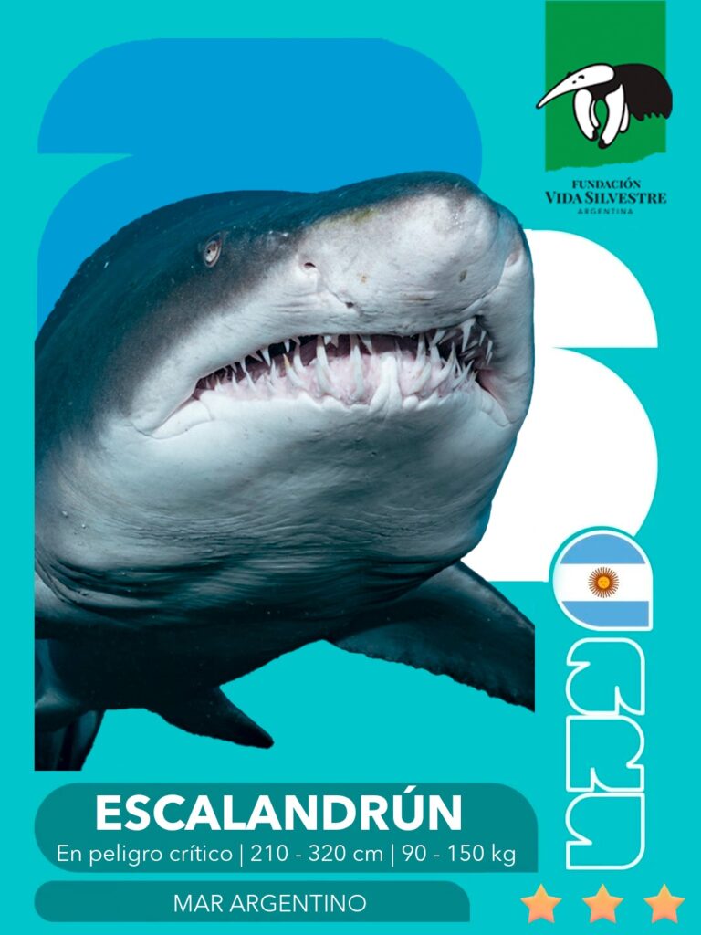 figu escalandrún