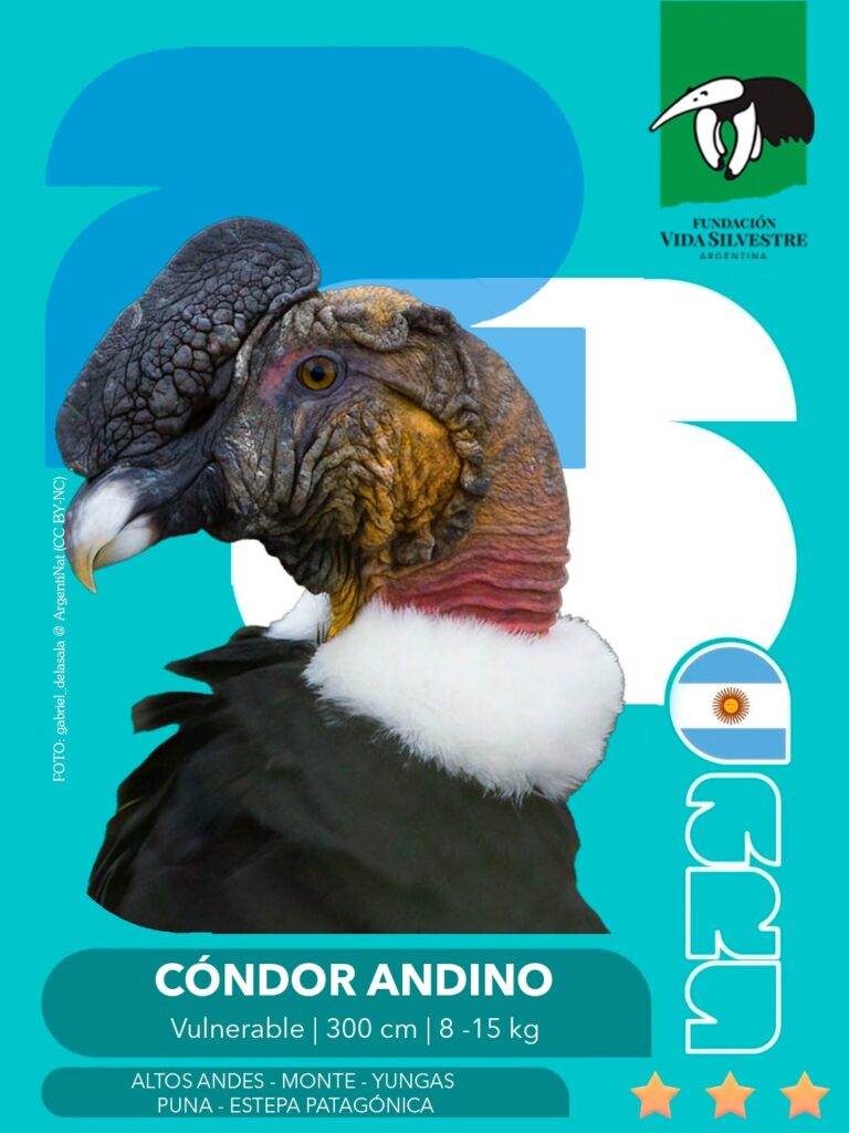 figu cóndor andino