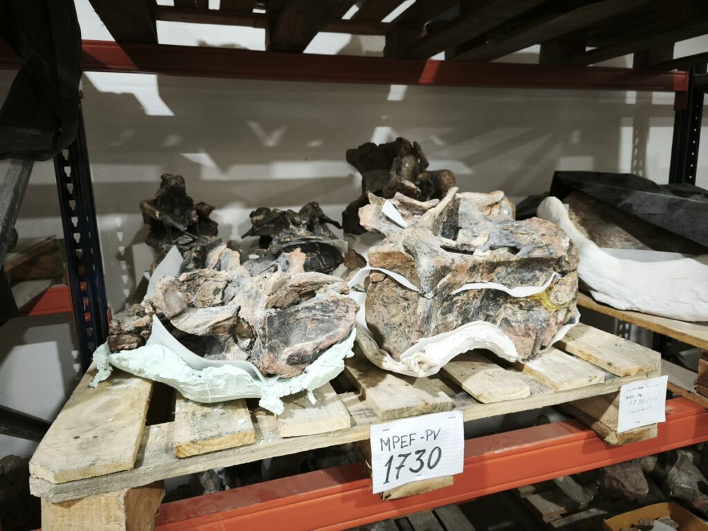 fósiles Bicharracosaurus en el MEF