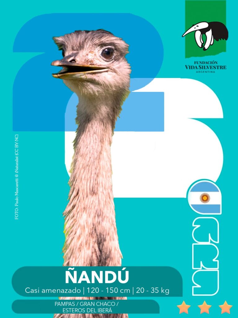 figu ñandú