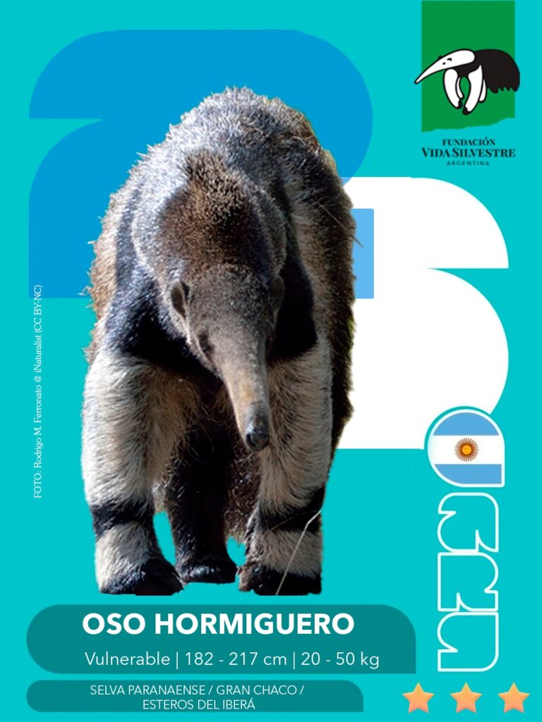 figu oso hormiguero
