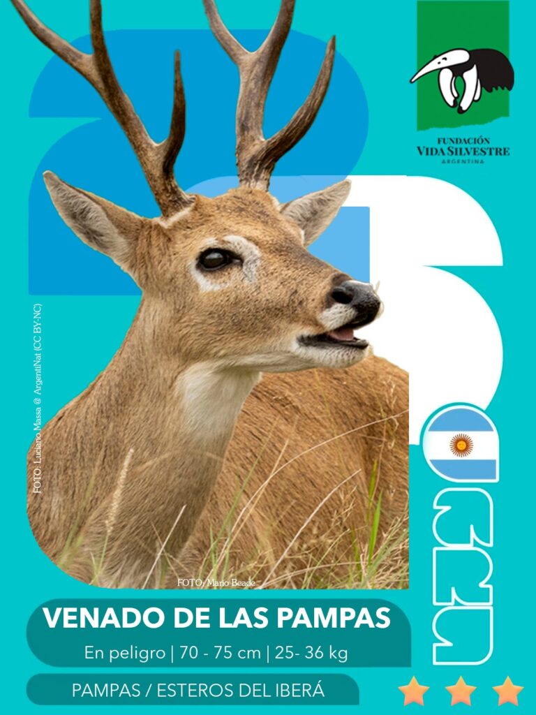 figu venado de las pampas