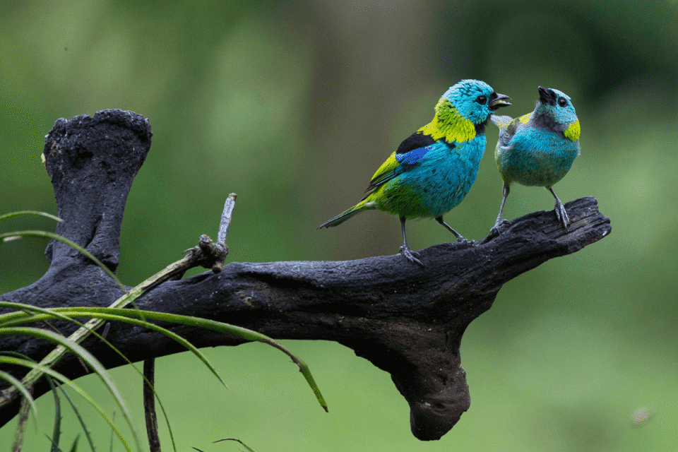 aves