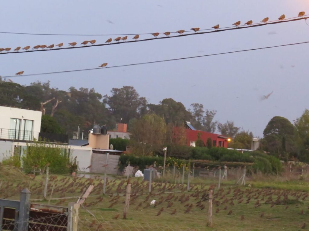 dormidero de chimangos