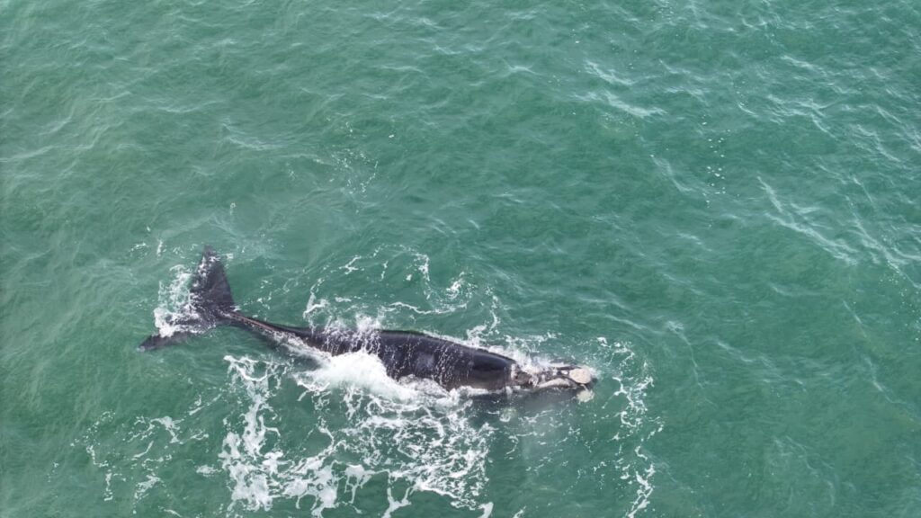 ballena franca austral