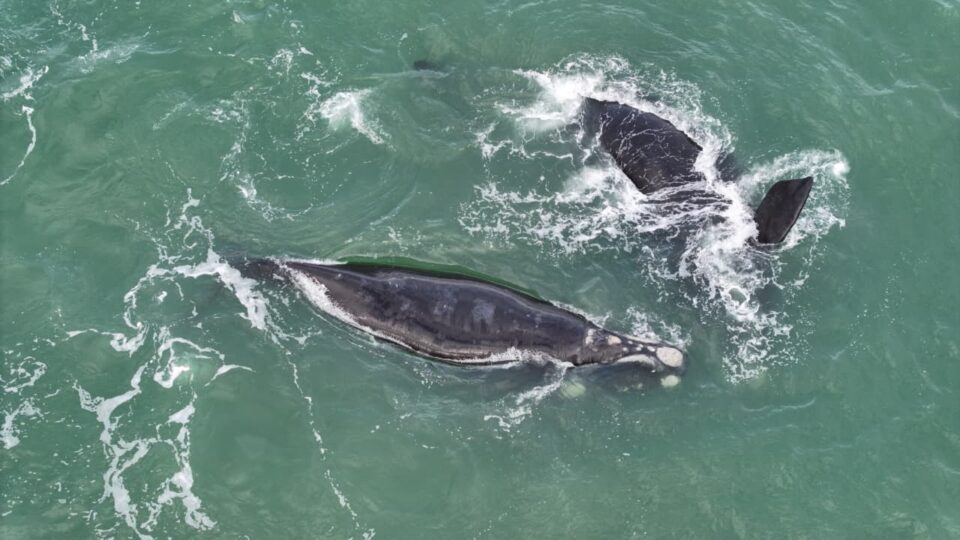 ballenas en Mar del Plata