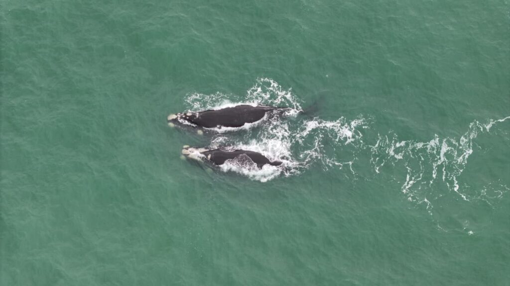 ballenas en Mar del Plata