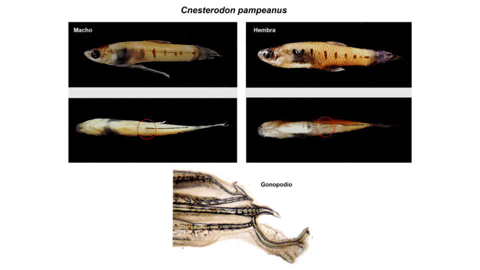 Cnesterodon pampeanus