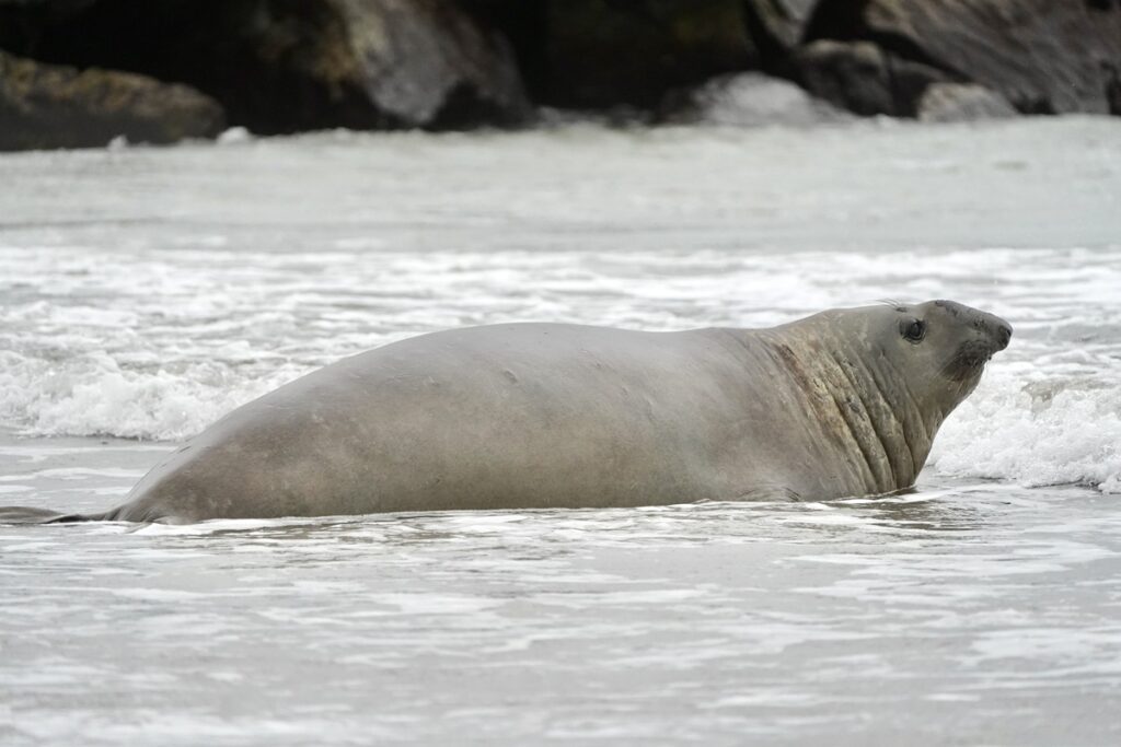 Elefante marino